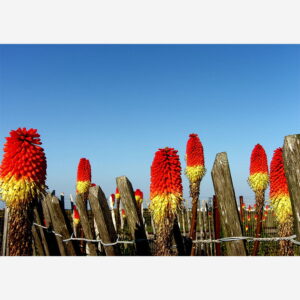 Red Hot Sentinels